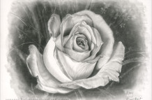 The Rose